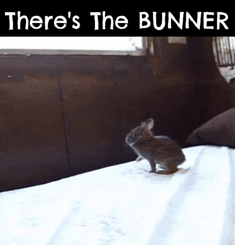 a small rabbit is standing on a bed with the words " there 's the bunner " below it