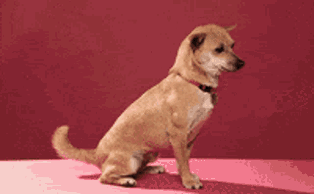 Youre The Best Cute GIF - Youre The Best Cute Dog GIFs