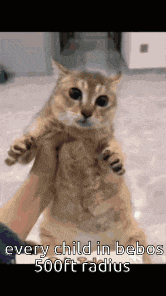 a person is holding a cat in their arms with the words `` every child in bebos 500ft radius '' written on it .
