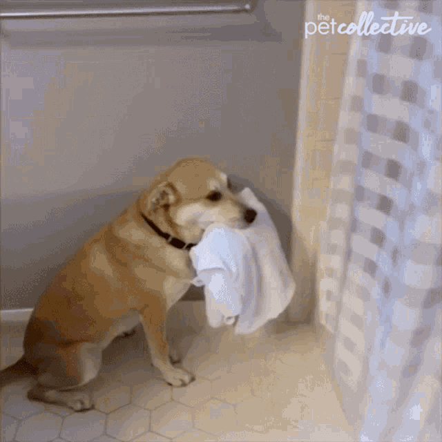 Holding The Pet Collective GIF - Holding The Pet Collective Shirt GIFs