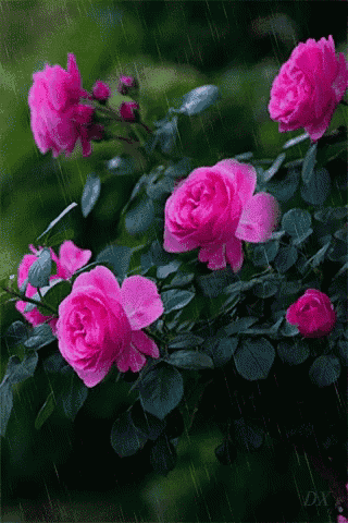a bunch of pink roses are growing on a tree in the rain