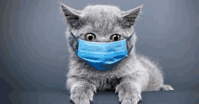 a gray kitten wearing a blue medical mask on its face .