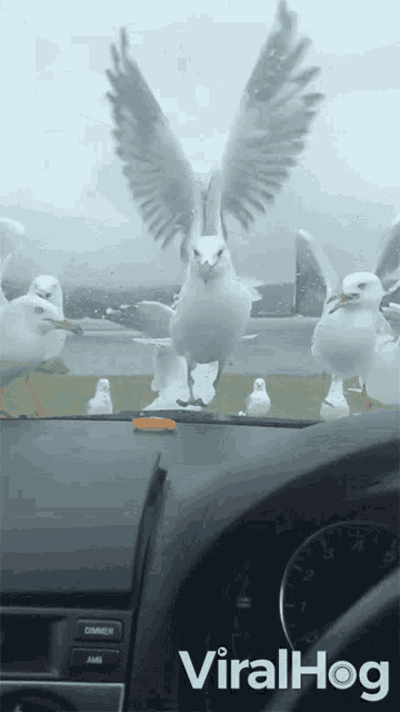 Seagulls Fooled GIF - Seagulls Fooled I Want It GIFs