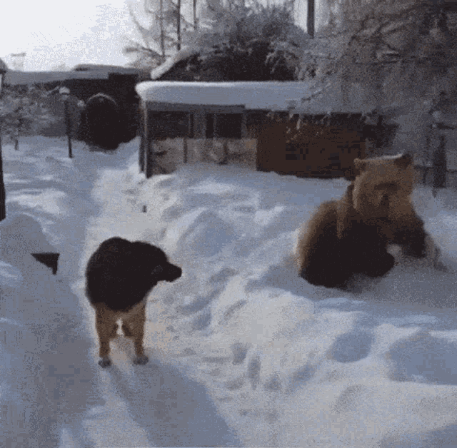 a dog and a bear are playing in the snow together