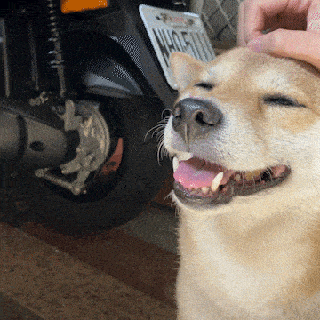 a close up of a dog 's face with a motorcycle in the background and a license plate that says huge111