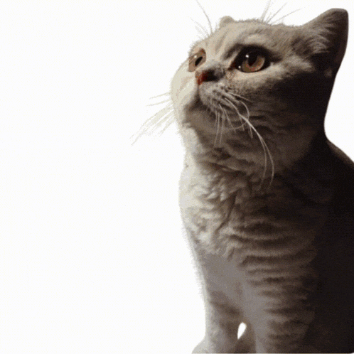 a cat looks up at the camera with a white background