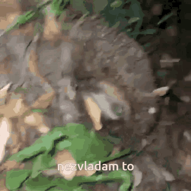 a blurred image of a frog with the words nezvladam to written in the corner