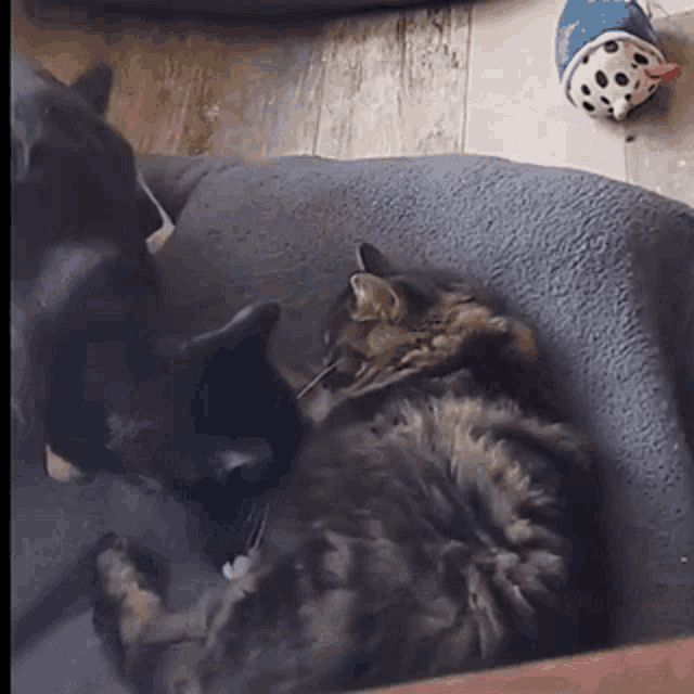 Cats Cuddles GIF - Cats Cuddles Pet GIFs