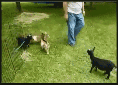 a man standing next to a fence with three goats behind it