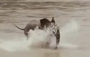 Excited Yes GIF - Excited Yes Baby Elephant GIFs