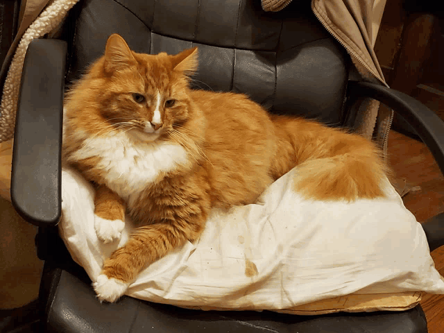 a fluffy orange and white cat laying on a white pillow