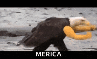 a bald eagle with a yellow arm is walking across a body of water .