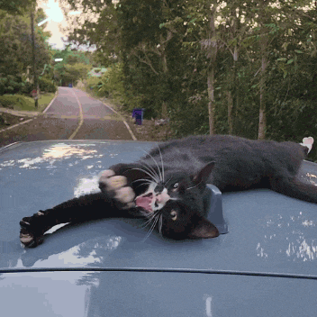 a black and white cat laying on top of a blue car