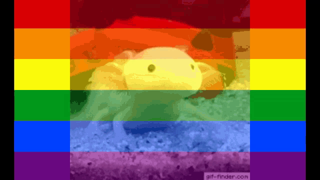 a picture of an axolotl with a rainbow flag in the background