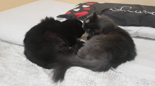 Cats Love GIF - Cats Love GIFs