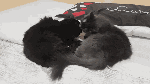 two cats laying on a bed with a pillow that says love on it