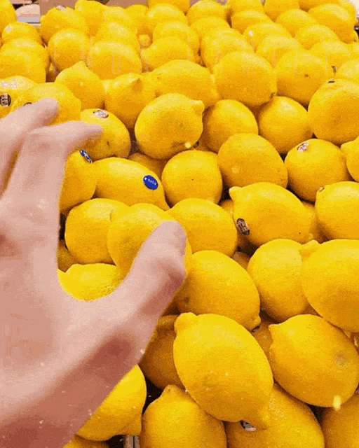 a bunch of lemons are stacked on top of each other and the word lemon family is on the bottom