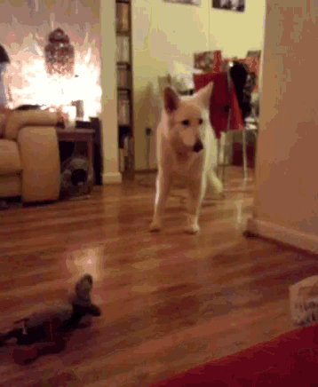 a white dog standing in a living room with a fireplace in the background