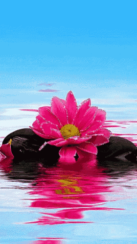 a pink flower with a yellow center is floating on a pile of rocks in the water