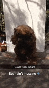 a dog is standing in front of a sign that says tiktok on it