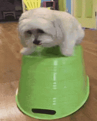 a small white dog sitting on top of a green bucket