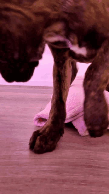 a close up of a dog 's paws on a pink towel