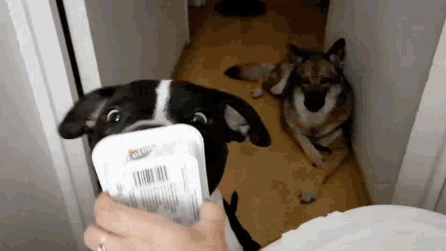 a person is feeding a black and white dog a container with a label that says " knorr "