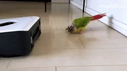 Waddle The Pet Collective GIF - Waddle The Pet Collective Crawling GIFs