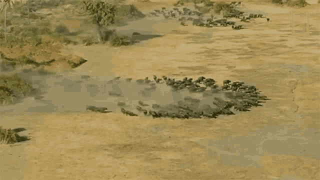 Scatter Savage Kingdom GIF - Scatter Savage Kingdom Spread Out GIFs