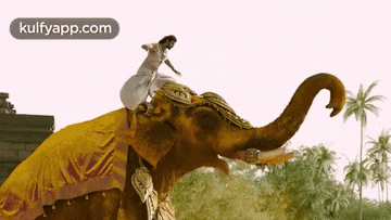 a woman is riding on the back of an elephant with a kulfyapp.com logo behind her
