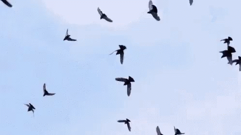 Aesthetic Flying GIF - Aesthetic Flying Bird GIFs