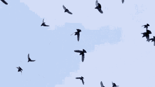 a flock of black birds are flying in the sky .
