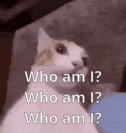 a cat is sitting on a couch asking who am i .