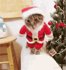 a cat dressed in a santa claus costume is standing on a stool in front of a christmas tree .