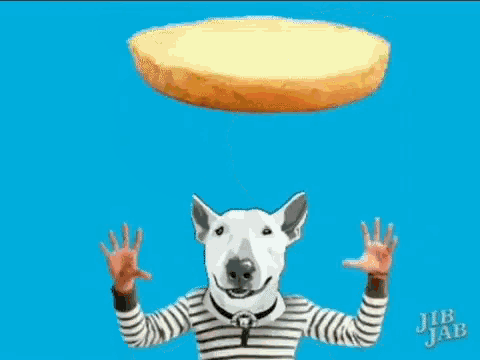 Skyler Food And Beer Bull Terrier GIF - Skyler Food And Beer Bull Terrier Love GIFs