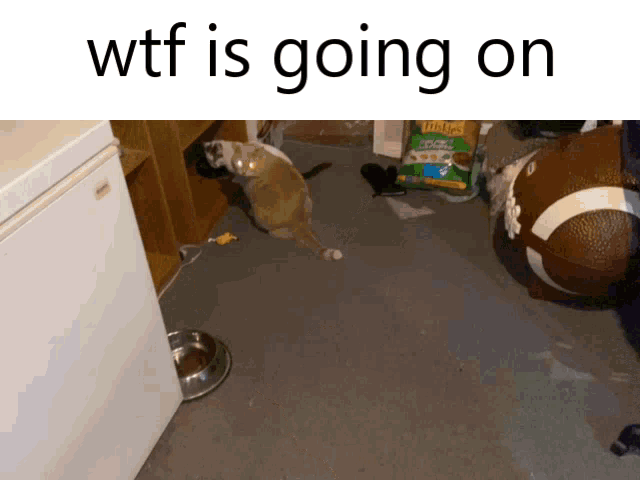 a picture of a dog with the words wtf is going on on top