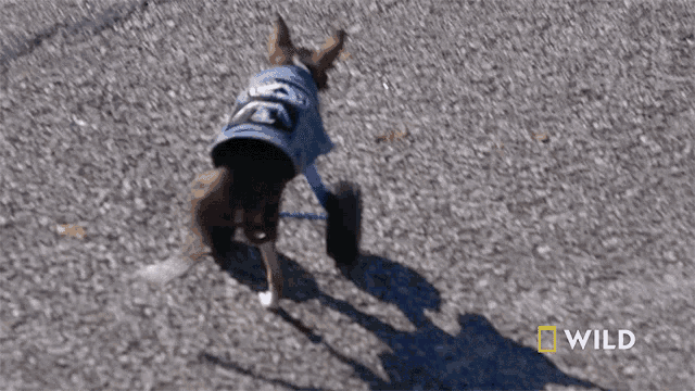 Trying To Walk Thor GIF - Trying To Walk Thor National Geographic GIFs