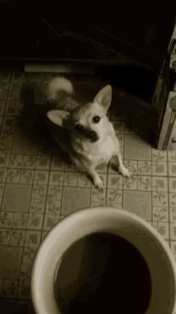 a small white dog laying on the floor next to a cup of coffee