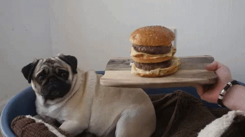 Funny Animals Diet GIF - Funny Animals Diet Pugs GIFs