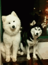 a white dog and a black dog are sitting next to each other in front of a window