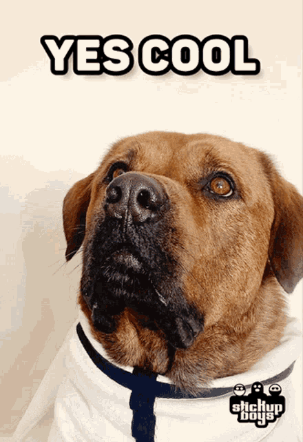 a dog wearing a shirt that says stickup boys on it