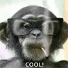 Monkey Smoke GIF - Monkey Smoke Cool GIFs