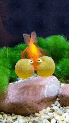 Bubbly Eye Fish GIF - Bubbly Eye Fish Funny GIFs