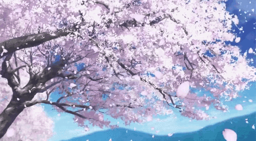 petals falling from a cherry blossom tree