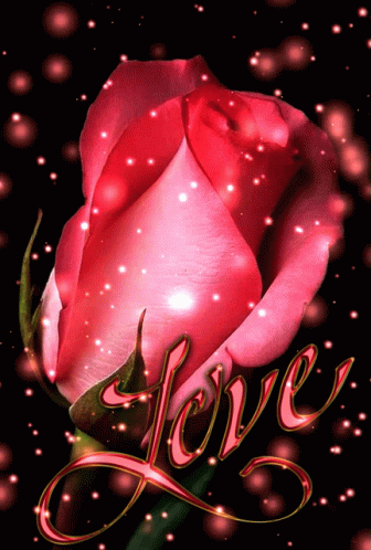 Pink Rose Rose GIF - Pink Rose Rose GIFs