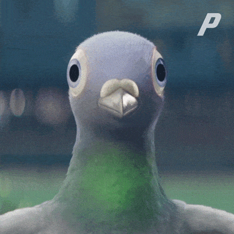 Pigeons Birds GIF