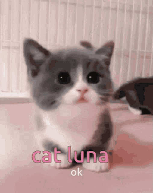a gray and white kitten says cat luna ok in pink