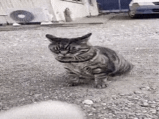a cat is sitting on the ground in front of a car and looking at the camera .
