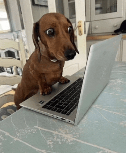 a dachshund is sitting on top of a laptop