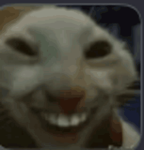 a close up of a cat 's face with a smile on its face .